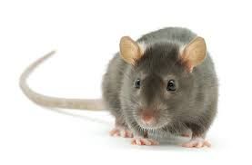 Around the world: rat , who saved thousands of lives, retires! | जगभर : हजारोंचे प्राण वाचवणारा उंदीरमामा सेवानिवृत्त! Around the world: rat , who saved thousands of lives, retires! | जगभर : हजारोंचे प्राण वाचवणारा उंदीरमामा सेवानिवृत्त!