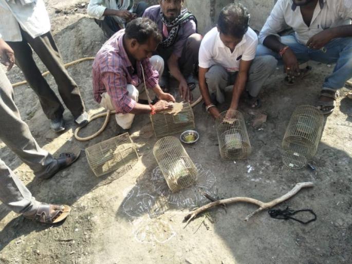 Ruminant Squad come from Pune | उंदीर पकडण्यासाठी आली पुण्याची चमू Ruminant Squad come from Pune | उंदीर पकडण्यासाठी आली पुण्याची चमू