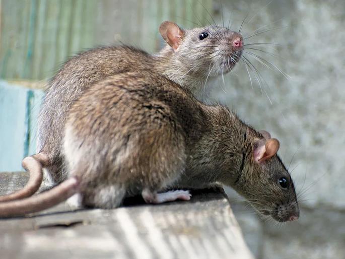 Eradication of 2 thousand rats in one day; Municipal action in Dadar, Mahim, Dharavi | एका दिवसात २ हजार उंदरांचा सफाया;पालिकेची दादर, माहीम, धारावीमध्ये कार्यवाही Eradication of 2 thousand rats in one day; Municipal action in Dadar, Mahim, Dharavi | एका दिवसात २ हजार उंदरांचा सफाया;पालिकेची दादर, माहीम, धारावीमध्ये कार्यवाही