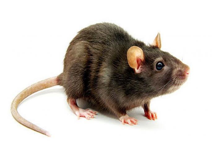 Mouth and mammal take over the State Bank Colony in Mumbai; | मुंबईतील स्टेट बॅंक कॉलनीत उदंड जाहले उंदीर, महापालिकेने घेतली दखल Mouth and mammal take over the State Bank Colony in Mumbai; | मुंबईतील स्टेट बॅंक कॉलनीत उदंड जाहले उंदीर, महापालिकेने घेतली दखल