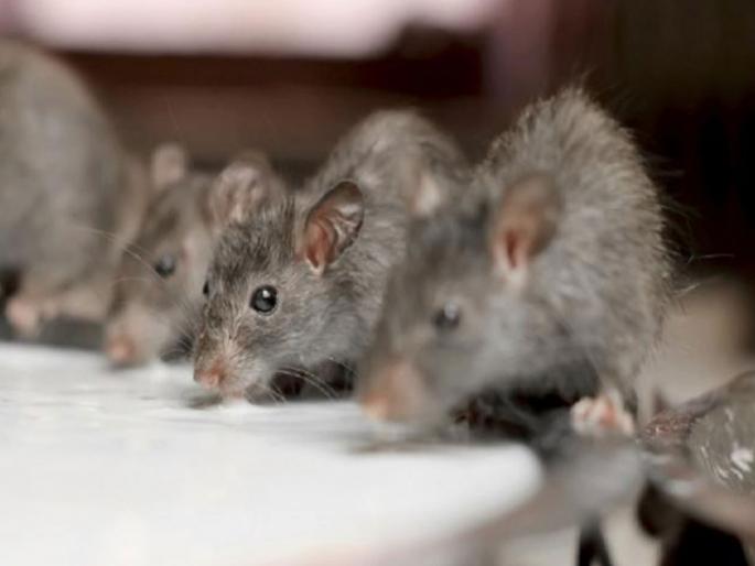 rats ants chew up x ray machine information was given to the mls by the doctors of the hospital | उंदीर, मुंग्यांनी फस्त केले एक्स रे मशिन! रुग्णालयातील डॉक्टरांनी आमदारांना दिली माहिती rats ants chew up x ray machine information was given to the mls by the doctors of the hospital | उंदीर, मुंग्यांनी फस्त केले एक्स रे मशिन! रुग्णालयातील डॉक्टरांनी आमदारांना दिली माहिती