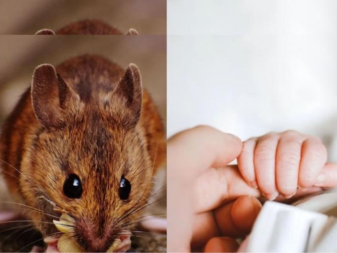 six month old baby nearly dies after more than 50 rat bites in us indiana parents arrested | भयंकर! आई-वडील झोपलेले, 6 महिन्यांच्या बाळाला उंदरांनी कुरतडलं, शरीरावर 50 जखमा six month old baby nearly dies after more than 50 rat bites in us indiana parents arrested | भयंकर! आई-वडील झोपलेले, 6 महिन्यांच्या बाळाला उंदरांनी कुरतडलं, शरीरावर 50 जखमा