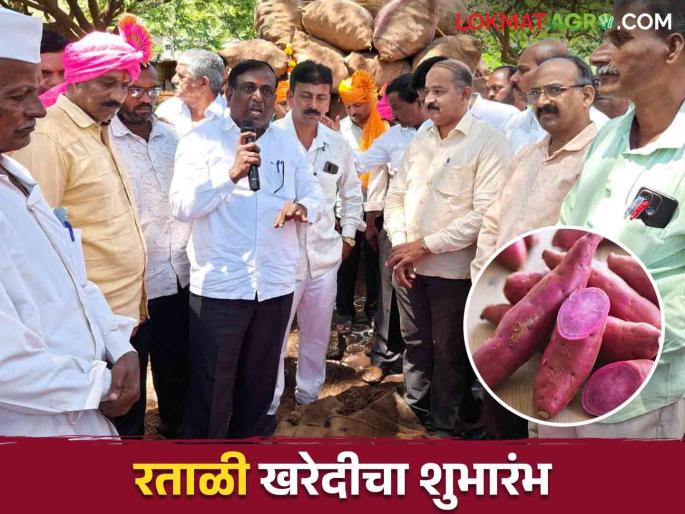 Sweet potato buying season started? How is the getting price per kg | Sweet Potato : रताळी खरेदी हंगाम सुरू प्रतिकिलो कसा मिळतोय दर Sweet potato buying season started? How is the getting price per kg | Sweet Potato : रताळी खरेदी हंगाम सुरू प्रतिकिलो कसा मिळतोय दर