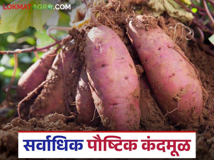 Do you know about this nutritious tuber vegetable that has cancer fighting properties? Read in detail | कॅन्सरशी लढणारे घटक असणारं 'हे' पौष्टिक कंदमूळ तुम्हाला माहित आहे का? वाचा सविस्तर