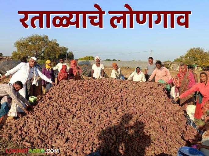 Sweet Potato Farming: Latest news Longaon farmers have mastered the technique of earning lakhs at low cost. Read in detail | Sweet Potato Farming: कमी खर्चात लाखोंची कमाई करण्याचे तंत्र लोणगावच्या शेतकऱ्यांनी केले आत्मसात वाचा सविस्तर Sweet Potato Farming: Latest news Longaon farmers have mastered the technique of earning lakhs at low cost. Read in detail | Sweet Potato Farming: कमी खर्चात लाखोंची कमाई करण्याचे तंत्र लोणगावच्या शेतकऱ्यांनी केले आत्मसात वाचा सविस्तर