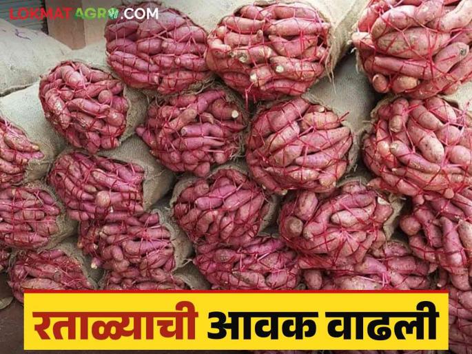 60 tons of sweet potato arrived in Chakan market from Karnataka How is the price getting? | चाकण बाजारात कर्नाटकहून ६० टन रताळ्याची झाली आवक; कसा मिळतोय दर 60 tons of sweet potato arrived in Chakan market from Karnataka How is the price getting? | चाकण बाजारात कर्नाटकहून ६० टन रताळ्याची झाली आवक; कसा मिळतोय दर