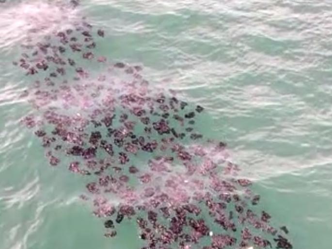 Lumps of bitumen in the sea in Ratnagiri, suspected to be from a leaking ship | रत्नागिरीतील समुद्रात डांबराच्या गुठळ्या, गळती सुरु झालेल्या जहाजातील असल्याचा संशय Lumps of bitumen in the sea in Ratnagiri, suspected to be from a leaking ship | रत्नागिरीतील समुद्रात डांबराच्या गुठळ्या, गळती सुरु झालेल्या जहाजातील असल्याचा संशय