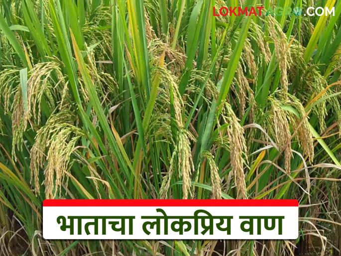This variety of paddy developed by Konkan Agricultural University is becoming the most popular; know the details | कोकण कृषी विद्यापीठ विकसित भाताचा हा वाण ठरतोय सगळ्यात पॉप्युलर; जाणून घ्या सविस्तर