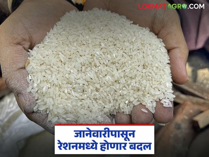There will be another change in the distribution of ration grains from January; Who will get how much ration now? | येत्या जानेवारीपासून रेशन धान्य वाटपात पुन्हा बदल; आता कुणाला मिळणार किती रेशन? There will be another change in the distribution of ration grains from January; Who will get how much ration now? | येत्या जानेवारीपासून रेशन धान्य वाटपात पुन्हा बदल; आता कुणाला मिळणार किती रेशन?