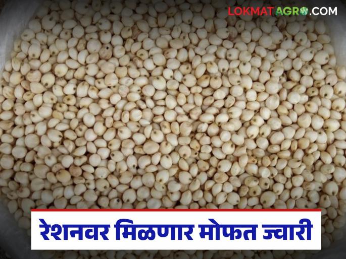 Benefit of additional sorghum stock; Now along with wheat and rice, free sorghum is available at ration shops | अतिरिक्त ज्वारी साठ्याचा लाभ; गहू-तांदळासोबत आता रेशन दुकानांवर मिळतेय मोफत ज्वारी Benefit of additional sorghum stock; Now along with wheat and rice, free sorghum is available at ration shops | अतिरिक्त ज्वारी साठ्याचा लाभ; गहू-तांदळासोबत आता रेशन दुकानांवर मिळतेय मोफत ज्वारी