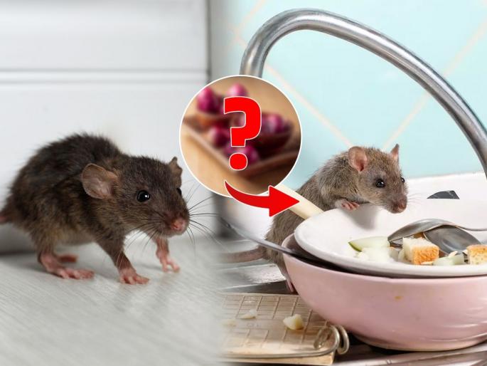 Best ways to remove rats from home naturally Easy home hacks for rat problem How to keep rats away permanently | घरात उंदरांचा सुळसुळाट? ५ सोपे उपाय, उंदीर जातील घराबाहेर पळून- पुन्हा कधीच येणार नाहीत