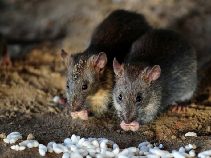 Ganesh Festival 2021: ... That's why don't say 'Undir Mama Ki Jai'! | Ganesh Festival 2021 : ...म्हणून चुकूनही 'उंदीर मामा की जय' असे म्हणू नका!