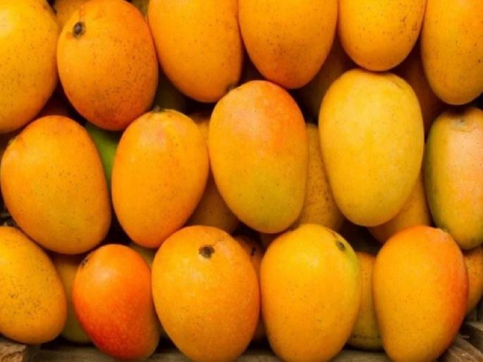 Citizens of Ireland have purchased 5000 Ratnagiri Hapus mangoes so far | रत्नागिरीचा 'हापूस' पाेहाेचला आयर्लंडमध्ये Citizens of Ireland have purchased 5000 Ratnagiri Hapus mangoes so far | रत्नागिरीचा 'हापूस' पाेहाेचला आयर्लंडमध्ये