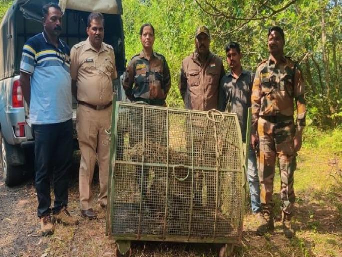 The forest department also started using sophisticated systems for the rescue of wildlife animals, As many as 914 animals lives were saved in Ratnagiri district in 3 years | वनविभागाने रत्नागिरी जिल्ह्यात गेल्या तीन वर्षांत दिले 'इतक्या' प्राण्यांना जीवदान The forest department also started using sophisticated systems for the rescue of wildlife animals, As many as 914 animals lives were saved in Ratnagiri district in 3 years | वनविभागाने रत्नागिरी जिल्ह्यात गेल्या तीन वर्षांत दिले 'इतक्या' प्राण्यांना जीवदान