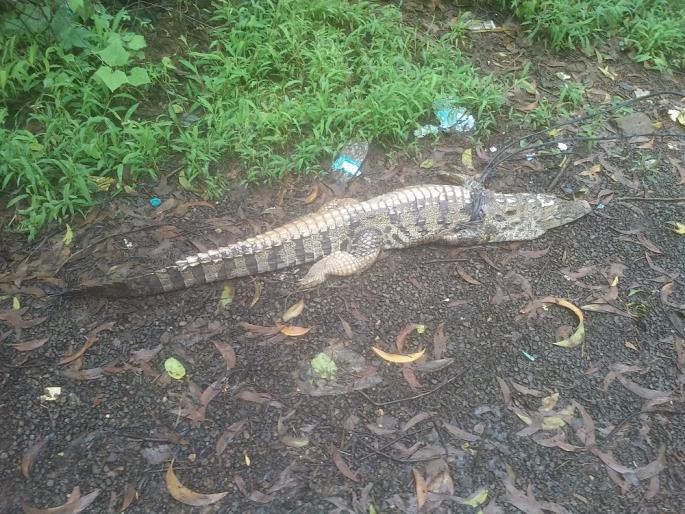 Ratnagiri: Crocodile attack in the Bharja river basin | रत्नागिरी : भारजा नदीपात्रातील मगरीचा ग्रामस्थावर हल्ला Ratnagiri: Crocodile attack in the Bharja river basin | रत्नागिरी : भारजा नदीपात्रातील मगरीचा ग्रामस्थावर हल्ला