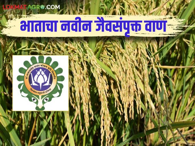 Biofortified Rice : Good news for diabetics; Konkan Agricultural University has introduced this new biofortified variety of rice | Biofortified Rice : मधुमेहींसाठी खुशखबर; कोंकण कृषी विद्यापीठाने आणली भाताची ही नवीन बायोफोर्टिफाईड जात Biofortified Rice : Good news for diabetics; Konkan Agricultural University has introduced this new biofortified variety of rice | Biofortified Rice : मधुमेहींसाठी खुशखबर; कोंकण कृषी विद्यापीठाने आणली भाताची ही नवीन बायोफोर्टिफाईड जात