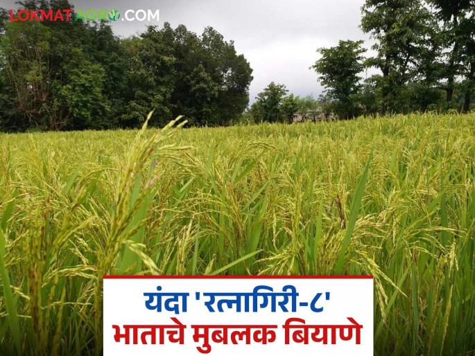 Ratnagiri-8 rice variety is popular; This year, seed production at Konkan Agricultural University tripled | भाताची रत्नागिरी-८ ही जात होतेय पॉप्युलर; यंदा कोकण कृषी विद्यापीठात तिप्पट बियाणे उत्पादन Ratnagiri-8 rice variety is popular; This year, seed production at Konkan Agricultural University tripled | भाताची रत्नागिरी-८ ही जात होतेय पॉप्युलर; यंदा कोकण कृषी विद्यापीठात तिप्पट बियाणे उत्पादन