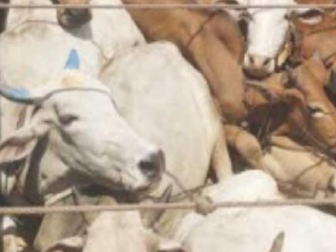 Two people from Kolhapur arrested for transporting animals, Ratnagiri Rural Police took action | जनावरांची वाहतूक करणारे कोल्हापुरातील दोघे ताब्यात, रत्नागिरी ग्रामीण पोलिसांनी केली कारवाई Two people from Kolhapur arrested for transporting animals, Ratnagiri Rural Police took action | जनावरांची वाहतूक करणारे कोल्हापुरातील दोघे ताब्यात, रत्नागिरी ग्रामीण पोलिसांनी केली कारवाई