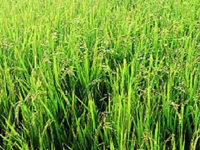 Production of Ratnagiri 8 rice seeds triples due to increasing demand | ‘रत्नागिरी-आठ’ भाताची महाराष्ट्रासह सहा राज्यांना लागली गोडी, वाढत्या मागणीमुळे बियाण्याचे उत्पादन तिप्पट Production of Ratnagiri 8 rice seeds triples due to increasing demand | ‘रत्नागिरी-आठ’ भाताची महाराष्ट्रासह सहा राज्यांना लागली गोडी, वाढत्या मागणीमुळे बियाण्याचे उत्पादन तिप्पट