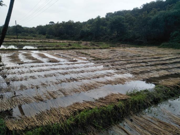 Waiting for wet drought to be announced | ओला दुष्काळ जाहीर होण्याची प्रतीक्षा, अवकाळीने शेतकरी कोलमडला Waiting for wet drought to be announced | ओला दुष्काळ जाहीर होण्याची प्रतीक्षा, अवकाळीने शेतकरी कोलमडला