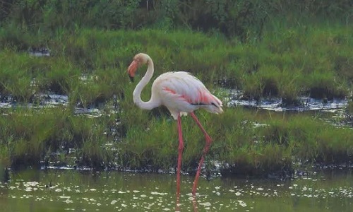 Flamingo was seen in Ratnagiri | रत्नागिरीत झाले फ्लेमिंगोचे दर्शन Flamingo was seen in Ratnagiri | रत्नागिरीत झाले फ्लेमिंगोचे दर्शन