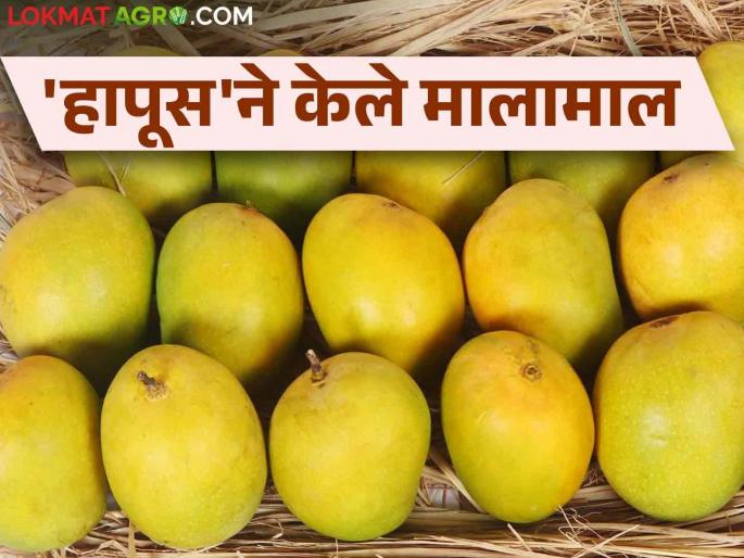 Mango Export: Hapus has the highest demand for mango export this year at 25 thousand tons | Mango Export : यंदा आंब्याची निर्यात २५ हजार टनांवर हापूसला सर्वाधिक मागणी