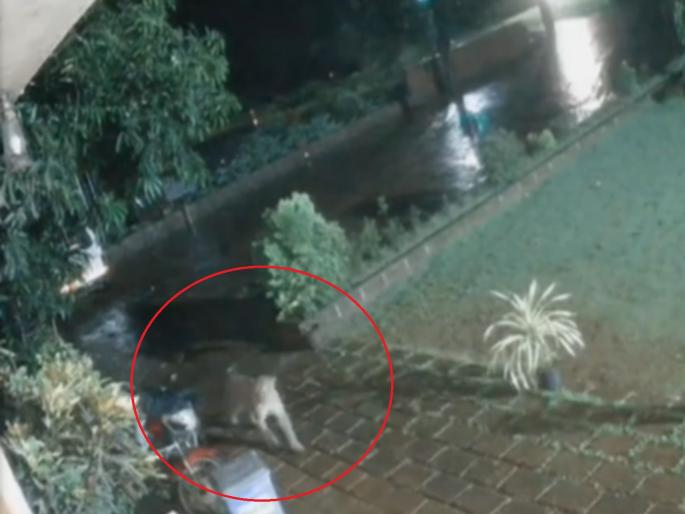 A hungry leopard entered the hotel and ran away with the dog | मध्यरात्रीचा थरार! भुकेला बिबट्या हॉटेल शिरला अन् कुत्रा उचलून पळाला A hungry leopard entered the hotel and ran away with the dog | मध्यरात्रीचा थरार! भुकेला बिबट्या हॉटेल शिरला अन् कुत्रा उचलून पळाला