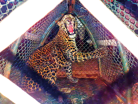 After 15 hours, get rid of the leopard well | १५ तासांनंतर बिबट्याची विहिरीतून सुटका After 15 hours, get rid of the leopard well | १५ तासांनंतर बिबट्याची विहिरीतून सुटका
