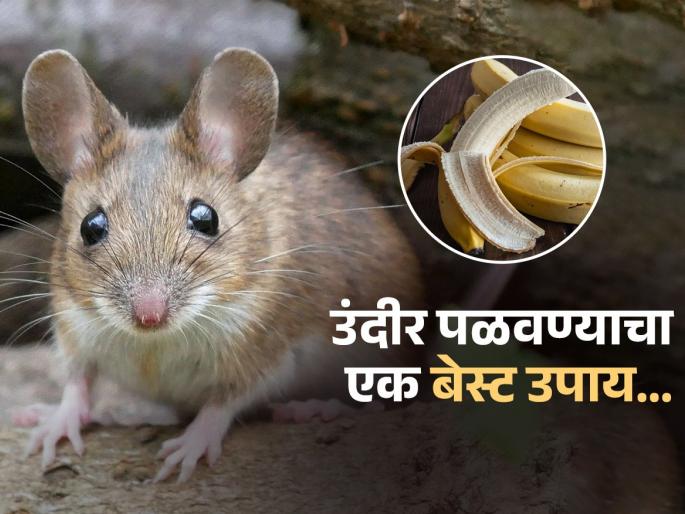 Use banana and eno best home remedy to get rid off rats from house | केळींवर ठेवा १० रूपयांची 'ही' एक गोष्ट, उंदीर घरातच काय अंगणातही पुन्हा येणार नाहीत..