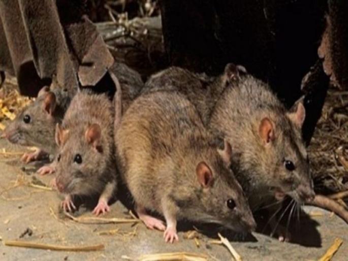 rat drinks 200 beer cans in the liquor ban state bihar | उंदीरमामा (आरोपीच्या) पिंजऱ्यात... म्हणे, २०० बीअर कॅन केले 'खल्लास'!