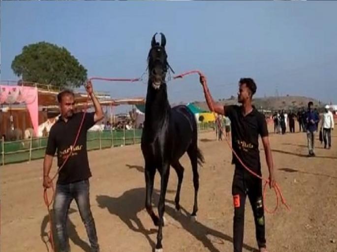 A bid of Rs 5 crore was made on 'Ravan', but owner refused to sell him | 'रावण'वर लागली 5 कोटी रुपयांची बोली, पण मालकाने विकण्यास दिला नकार A bid of Rs 5 crore was made on 'Ravan', but owner refused to sell him | 'रावण'वर लागली 5 कोटी रुपयांची बोली, पण मालकाने विकण्यास दिला नकार