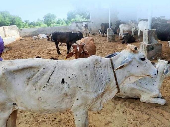 lumpy reoccurrence on the eve of monsoon affected cattle in palaso bade and ghazipur in akola | पावसाळ्याच्या तोंडावर पुन्हा लम्पीचा प्रादुर्भाव; पळसो बढे व गाझीपूर येथे आढळली बाधित गुरे lumpy reoccurrence on the eve of monsoon affected cattle in palaso bade and ghazipur in akola | पावसाळ्याच्या तोंडावर पुन्हा लम्पीचा प्रादुर्भाव; पळसो बढे व गाझीपूर येथे आढळली बाधित गुरे