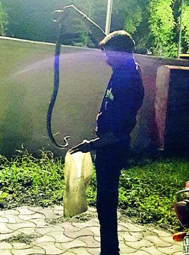 Six feet of dhaman snake behind the cottage of Rural Development Minister Pankaja Munde | ग्रामीण विकास मंत्री पंकजा मुंडेंच्या कॉटेजमागे सहा फुटाची धामण Six feet of dhaman snake behind the cottage of Rural Development Minister Pankaja Munde | ग्रामीण विकास मंत्री पंकजा मुंडेंच्या कॉटेजमागे सहा फुटाची धामण