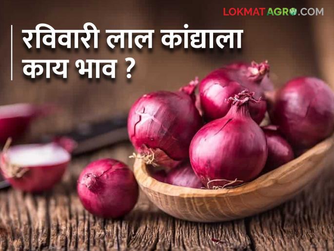Latest News Kanda Market Onion prices continue to fall in maharashtra see todays kanda bajarbhav Read in detail | Kanda Market Update : राज्यातील कांदा दरात घसरण सुरूच, आज काय भाव मिळाला? वाचा सविस्तर 