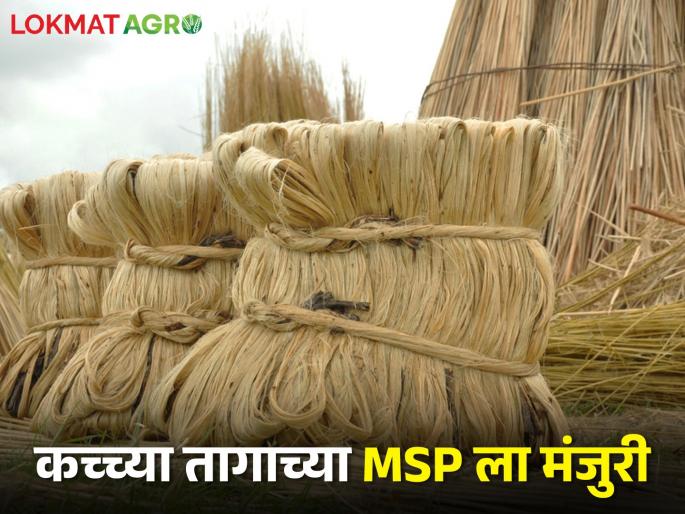 Latest News Union Cabinet approves MSP for jute raw linen, rates fixed at Rs 5,335 per quintal | कच्च्या तागाच्या एमएसपीला केंद्रीय मंत्रिमंडळाची मंजुरी, प्रति क्विंटल 5 हजार 335 रुपये दर निश्चित Latest News Union Cabinet approves MSP for jute raw linen, rates fixed at Rs 5,335 per quintal | कच्च्या तागाच्या एमएसपीला केंद्रीय मंत्रिमंडळाची मंजुरी, प्रति क्विंटल 5 हजार 335 रुपये दर निश्चित