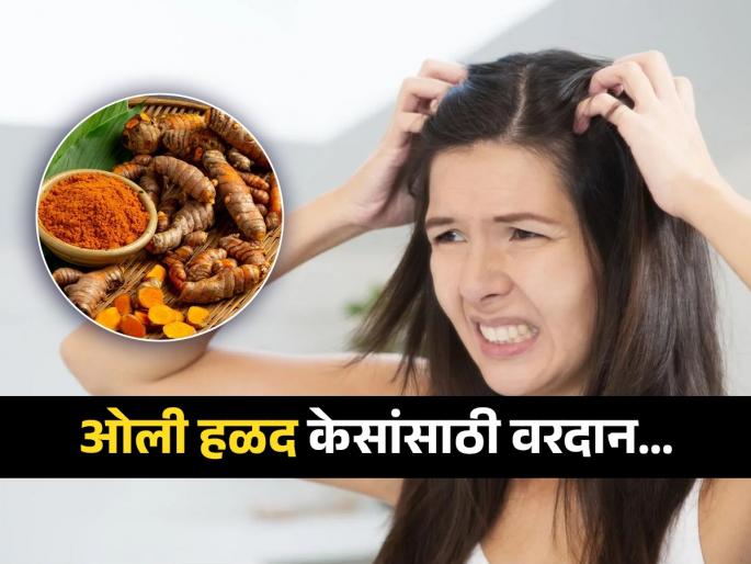 What happens when you apply raw turmeric to your hair, know its benefits | ताजी ओली हळद तुमच्या केसांची एकुणएक समस्या करते चटकन बरी, केसांना ‘अशी’ लावा ओली हळद What happens when you apply raw turmeric to your hair, know its benefits | ताजी ओली हळद तुमच्या केसांची एकुणएक समस्या करते चटकन बरी, केसांना ‘अशी’ लावा ओली हळद