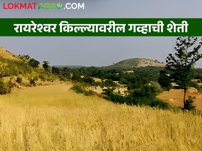 Natural farming of wheat is done only on dew moisture | नुसत्या दवाच्या ओलाव्यावर होतेय गव्हाची नैसर्गिक शेती Natural farming of wheat is done only on dew moisture | नुसत्या दवाच्या ओलाव्यावर होतेय गव्हाची नैसर्गिक शेती