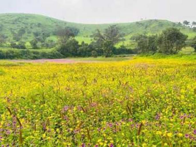 pune news raireshwar plateau blooms with colorful flowers; Tourists' enthusiasm reaches its peak | रायरेश्वर पठार रंगीबेरंगी फुलांनी बहरले; पर्यटकांचा उत्साह शिगेला