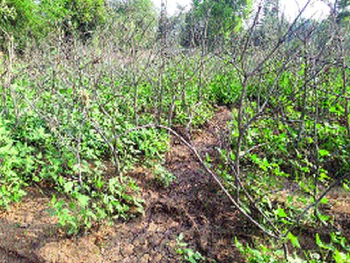 Rabbi Trouble due to Drought Conditions | दुष्काळी परिस्थितीमुळे रब्बी अडचणीत Rabbi Trouble due to Drought Conditions | दुष्काळी परिस्थितीमुळे रब्बी अडचणीत