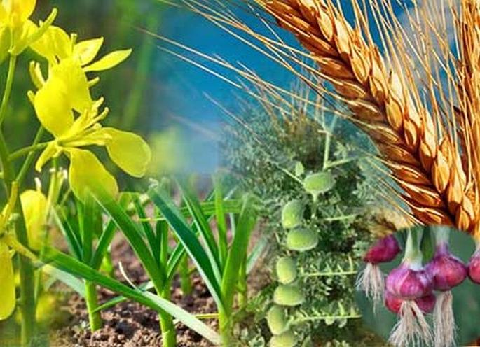 Rabi crop planned on 1.11 lakh hectare in Washim district! | वाशिम जिल्ह्यात १.११ लाख हेक्टरवर रब्बी पिकाचे नियोजन ! Rabi crop planned on 1.11 lakh hectare in Washim district! | वाशिम जिल्ह्यात १.११ लाख हेक्टरवर रब्बी पिकाचे नियोजन !