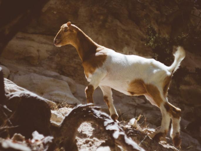 3 RCB Fans Arrested For Sacrificing Goat In Front Of Virat Kohli Cutout | कोहलीच्या पोस्टरसमोर बकऱ्याचा बळी, आरसीबीच्या ३ चाहत्यांना अटक, कारण ऐकूण पोलीसही चक्रावले