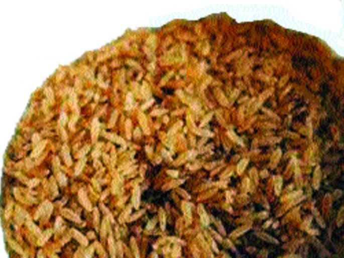 Theft of 250 quintals of rice, even after one and a half month, thieves are not investigated | २५० क्विंटल भाताची चोरी, दीड महिना होऊनही चोरांचा तपास नाही Theft of 250 quintals of rice, even after one and a half month, thieves are not investigated | २५० क्विंटल भाताची चोरी, दीड महिना होऊनही चोरांचा तपास नाही