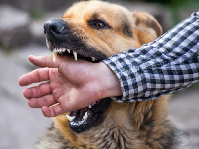 Rabies causes, symptoms and Preventions | प्राण्यांच्या चाव्यामुळे होतो हा जीवघेणा आजार, जाणून घ्या लक्षणे आणि उपचार!