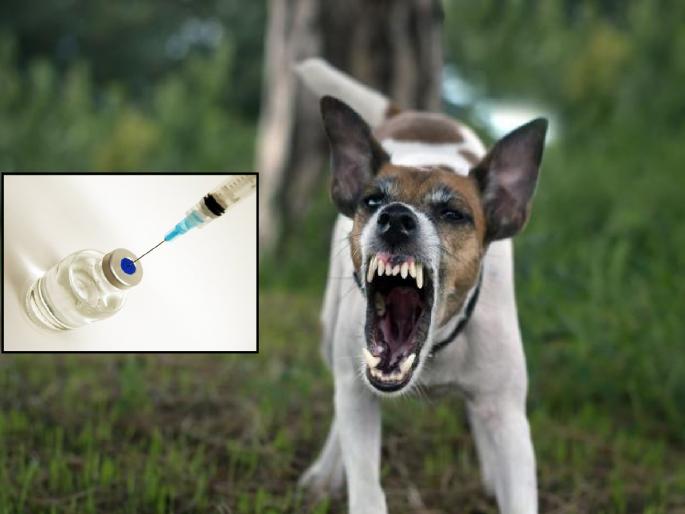 Shortage of rabies vaccines in Kolhapur district 45000 people bitten by stray dogs in six months | कोल्हापूर जिल्ह्यात रेबिज लसीचा तुटवडा, सहा महिन्यांत भटक्या कुत्र्यांचा ४५ हजार जणांना चावा