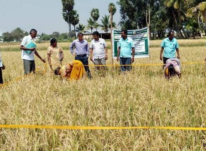 Records of Crop Harvesting Experiments via Mobile App! | पीक कापणी प्रयोगातील नोंदी ‘मोबाइल अ‍ॅप’द्वारे!