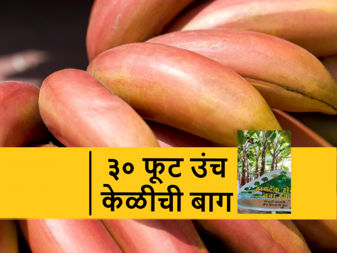 hitech farming techniques that will useful in climate change for banana and other farmers | केवळ आठ महिन्यात केळी काढणीस तयार? कसे ते प्रत्यक्ष पाहा hitech farming techniques that will useful in climate change for banana and other farmers | केवळ आठ महिन्यात केळी काढणीस तयार? कसे ते प्रत्यक्ष पाहा