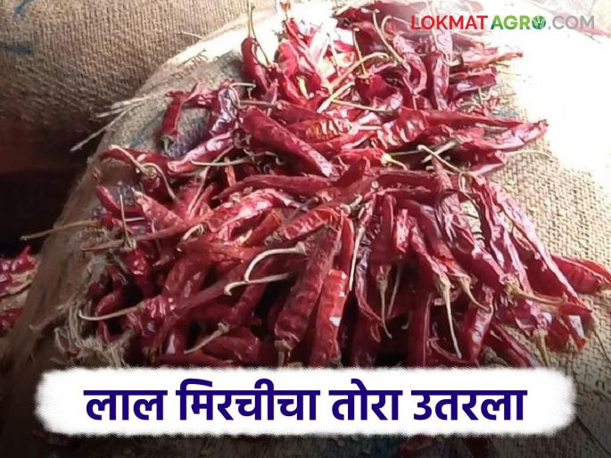Red Chilli Market: latest news Red chillies are trouble in the market; know the reason | Red Chilli Market: लाल मिरचीचा ठसका उतरला; जाणून घ्या काय आहे कारण Red Chilli Market: latest news Red chillies are trouble in the market; know the reason | Red Chilli Market: लाल मिरचीचा ठसका उतरला; जाणून घ्या काय आहे कारण