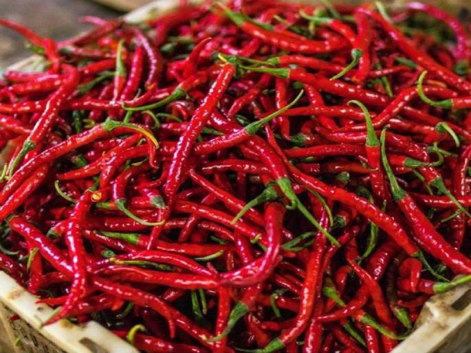 A hint of red pepper lingers; A price of 33 thousand 800 rupees per quintal | लाल मिरचीचा ठसका कायम; क्विंटलला तब्बल ३३ हजार ८०० रुपये भाव A hint of red pepper lingers; A price of 33 thousand 800 rupees per quintal | लाल मिरचीचा ठसका कायम; क्विंटलला तब्बल ३३ हजार ८०० रुपये भाव