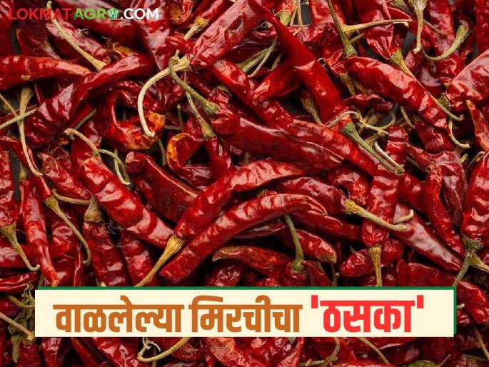 Dry Red Chilli Market: 'Record-breaking' arrival of dried chillies at Bhiwapur Market Committee's market yard Read in detail | Dry Red Chilli Market : भिवापूर बाजार समितीच्या मार्केट यार्डात वाळल्या मिरचीची 'रेकॉर्ड ब्रेक' आवक वाचा सविस्तर Dry Red Chilli Market: 'Record-breaking' arrival of dried chillies at Bhiwapur Market Committee's market yard Read in detail | Dry Red Chilli Market : भिवापूर बाजार समितीच्या मार्केट यार्डात वाळल्या मिरचीची 'रेकॉर्ड ब्रेक' आवक वाचा सविस्तर