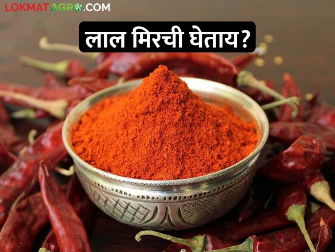 Thinking of making chili powder; The market price of red pepper has fallen | तिखट बनवायचा विचार सुरु आहे; लाल मिरचीच्या बाजारभावात झालीय घसरण Thinking of making chili powder; The market price of red pepper has fallen | तिखट बनवायचा विचार सुरु आहे; लाल मिरचीच्या बाजारभावात झालीय घसरण